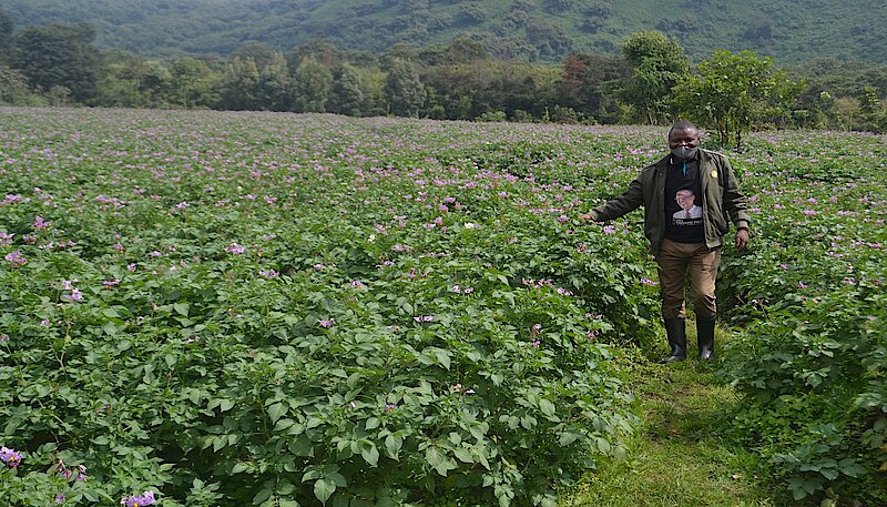 Karongi District Targets Potato Expansion in Line with Rwanda’s Growth Strategy